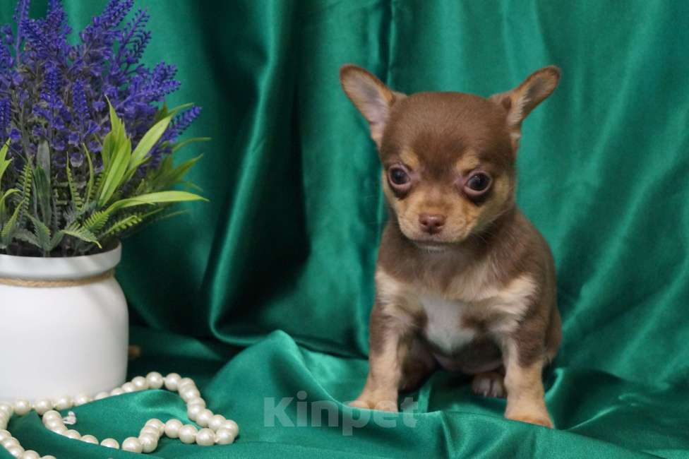 Собаки в Москве: Девочка чихуахуа Девочка, 35 000 руб. - фото 1