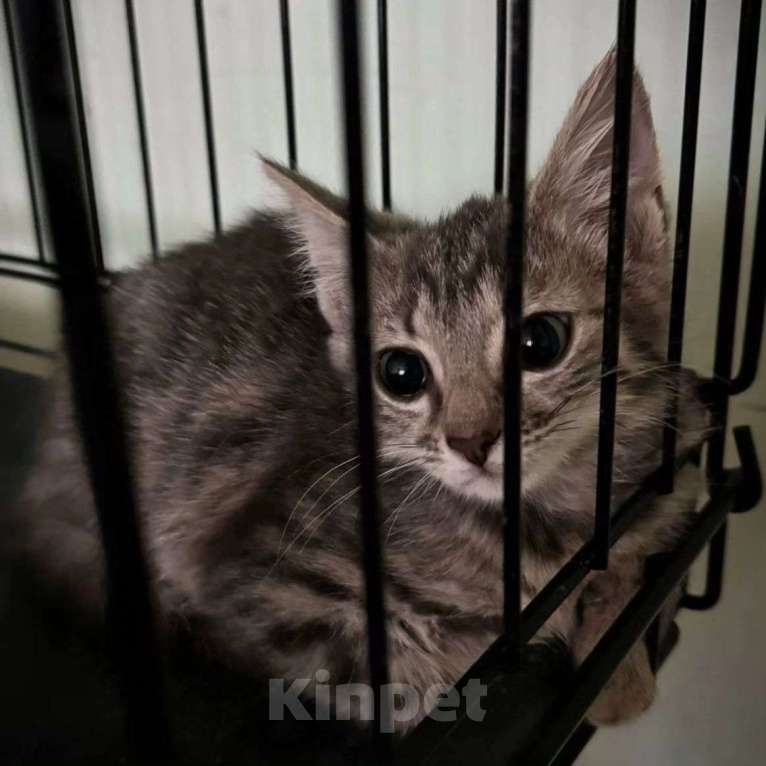 Кошки в Москве: Маленькая Джейн боится одиночества в клеточке Девочка, Бесплатно - фото 2