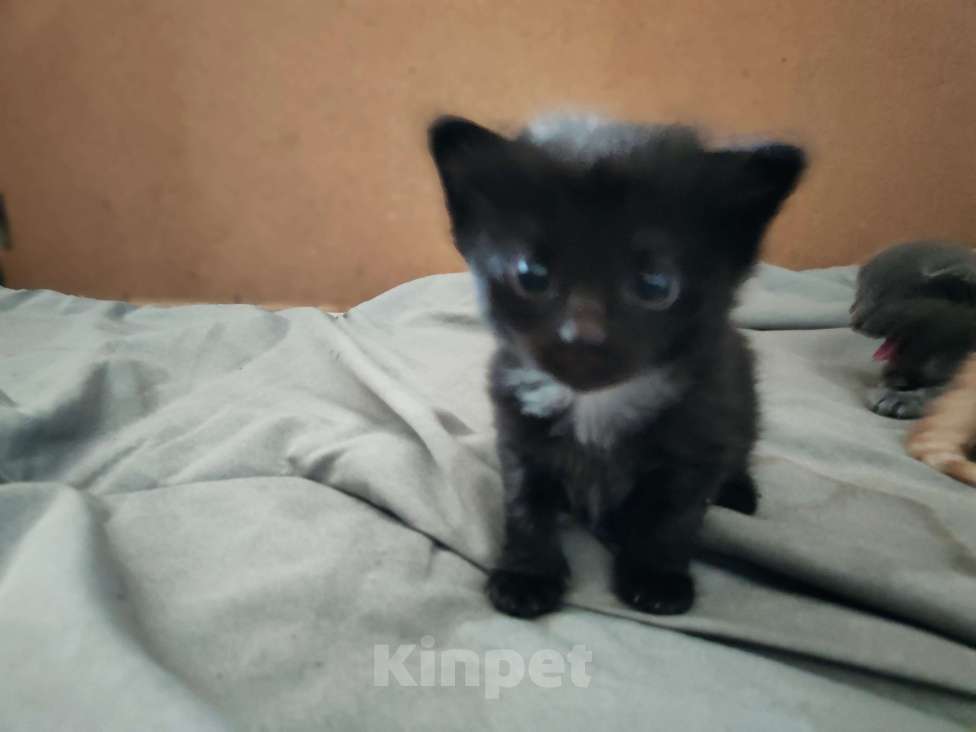 Кошки в Москве: Черный мальчик с белым галстуком Мальчик, Бесплатно - фото 3