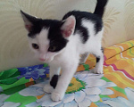 Кошки в Рязани:  Котята Мальчик, 1 руб. - фото 4