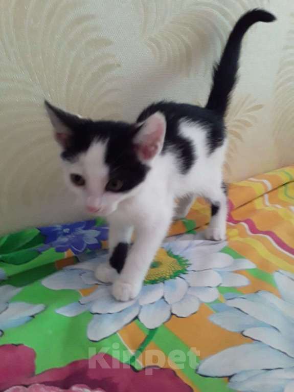 Кошки в Рязани:  Котята Мальчик, 1 руб. - фото 4