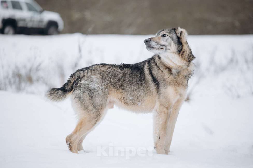 Собаки в Москве: Собака-компаньон, добрый мальчик в поисках семьи Мальчик, Бесплатно - фото 4