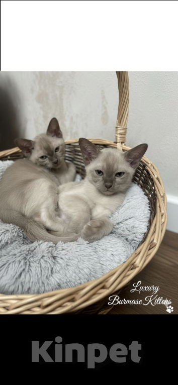 Кошки в Перми: Бурманский котенок  Мальчик, 45 000 руб. - фото 4