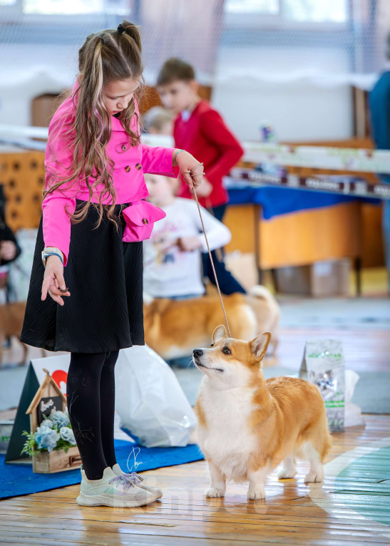 Собаки в Твери: Щенок Вельш Корги Пемброк  Девочка, 40 000 руб. - фото 9