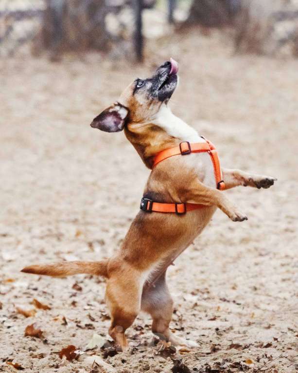 Собаки в Москве: Я Марго :) Девочка, Бесплатно - фото 8