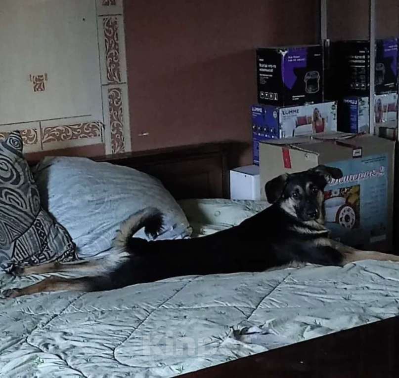 Собаки в Санкт-Петербурге: Веселый, игривый мальчишка ищет доброго, опытного хозяина и друга Мальчик, Бесплатно - фото 3