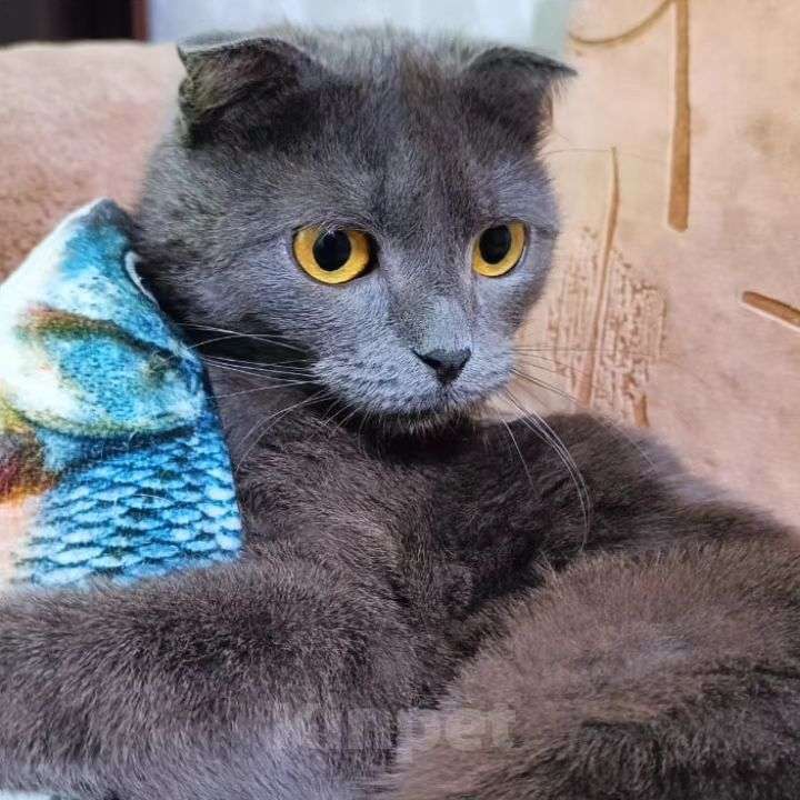 Кошки в Москве: Кошечка Патриция в добрые руки Девочка, Бесплатно - фото 4