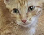 Кошки в Мытищах: Котёнок,,Рыжик,,.Отдам в добрые руки Мальчик, Бесплатно - фото 1
