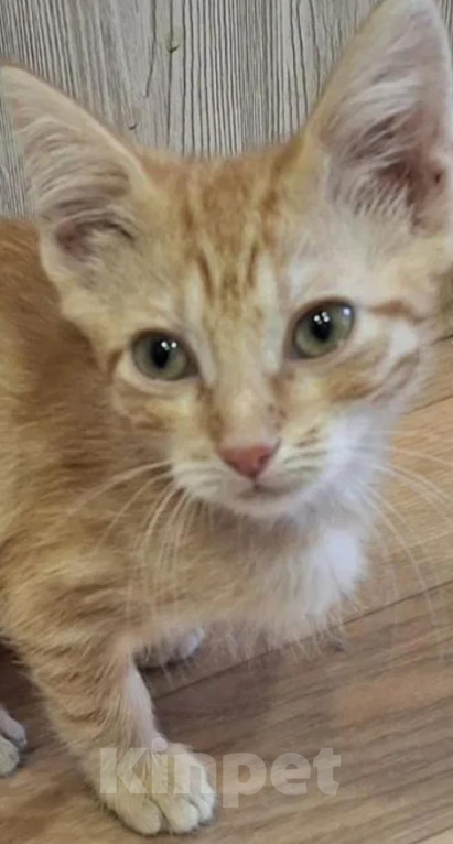Кошки в Мытищах: Котёнок,,Рыжик,,.Отдам в добрые руки Мальчик, Бесплатно - фото 1