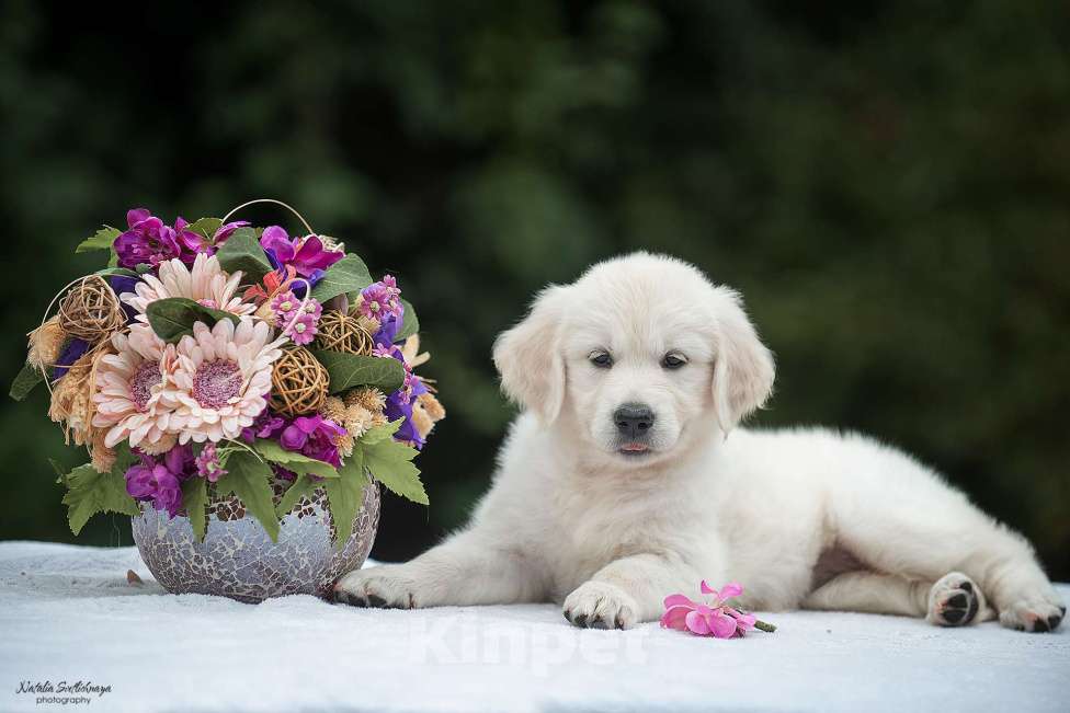 Собаки в Королеве: Щенок золотистого ретривер от профессионального питомника  Девочка, 70 000 руб. - фото 1