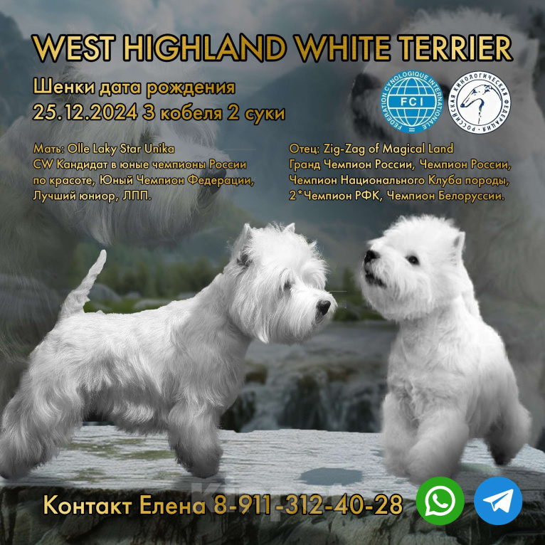 Собаки в других городах Мурманской области: Щенки Вест-хайленд-уайт-терьера Девочка, 75 000 руб. - фото 6