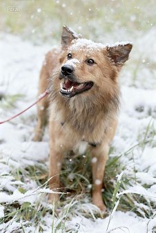 Лёвушка в поиске надежного плеча