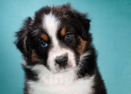 Собаки в других городах Московской области: Австралийская овчарка, щенок Девочка, 80 000 руб. - фото 2