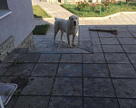 Собаки в Саратове: Вязка, Бесплатно - фото 2