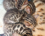 Кошки в Пушкино: Бенгальские котята, 10 001 руб. - фото 1