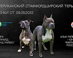 Собаки в Москве: АСТ Девочка, 55 000 руб. - фото 10