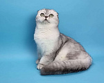 Кошки в Краснодаре: Шотландская вислоухая кошечка Девочка, 30 000 руб. - фото 1