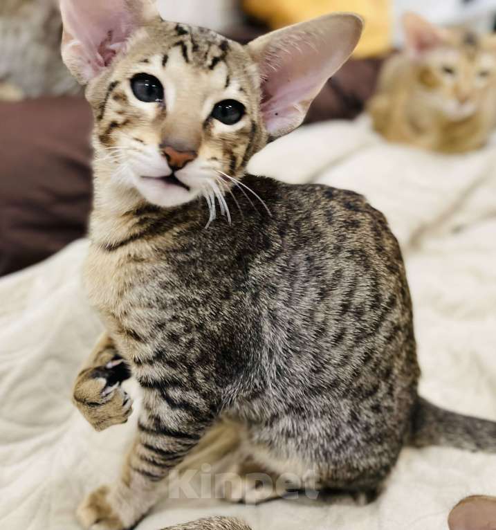 Кошки в Москве: Арамис Мальчик, 85 000 руб. - фото 3