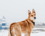 Собаки в Москве: Рыжая красавица собачка Белла в добрые руки Девочка, 1 руб. - фото 1