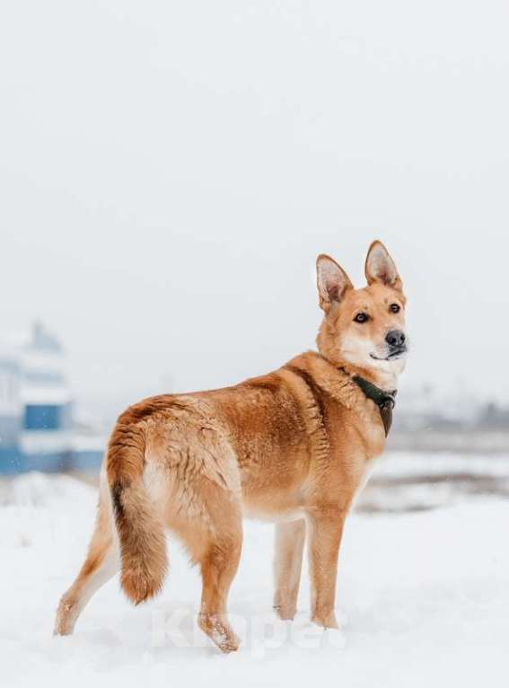 Собаки в Москве: Рыжая красавица собачка Белла в добрые руки Девочка, 1 руб. - фото 1