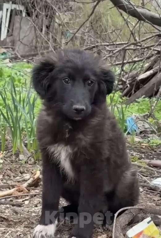 Собаки в Шахте: В добрые руки Девочка, Бесплатно - фото 1