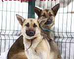 Собаки в Балашихе: Красивая светленька почти овчарка 1 г. из приюта Девочка, Бесплатно - фото 9