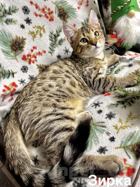 Кошки в Челябинске: Бурмадион котенок Девочка, 25 000 руб. - фото 1