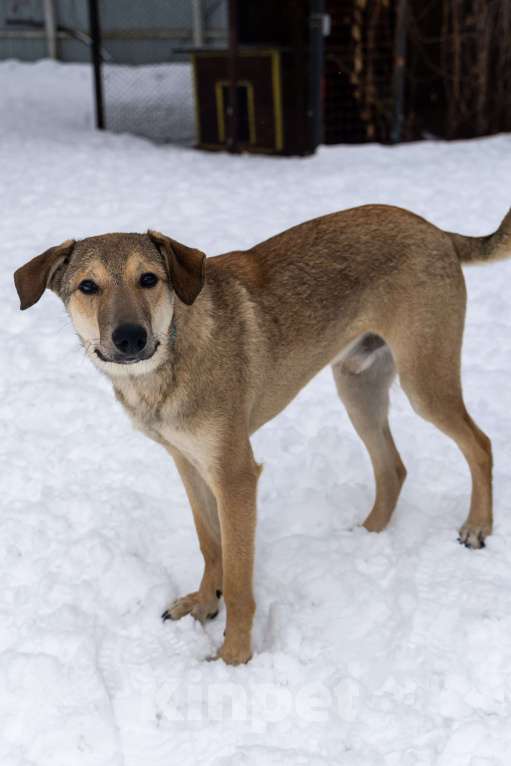 Собаки в Москве: Марсель в поиске надёжного дома Мальчик, Бесплатно - фото 2
