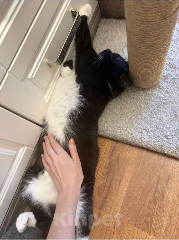 Кошки в Москве: Кошечка Мила ищет дом Девочка, Бесплатно - фото 2