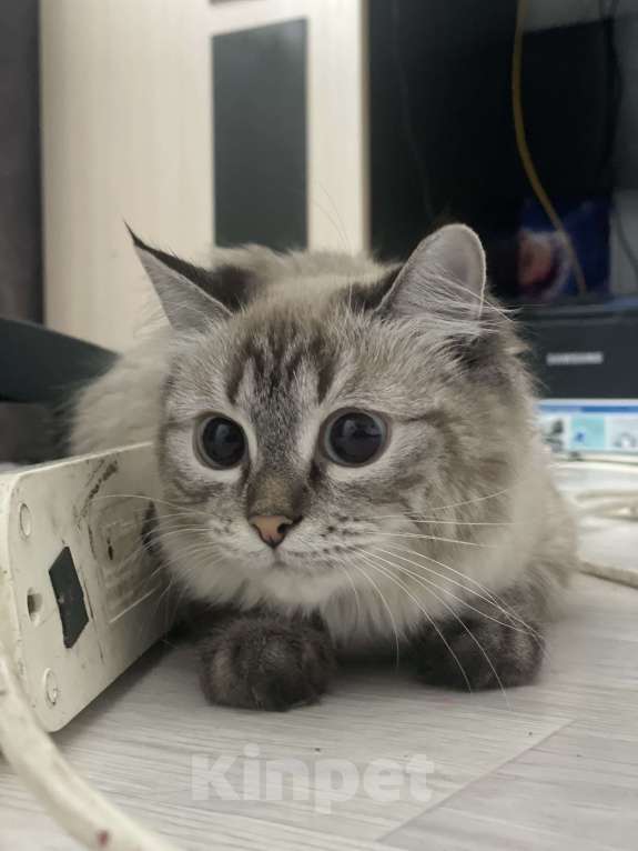 Кошки в Красноярске: Продам кошку Девочка, 5 000 руб. - фото 1