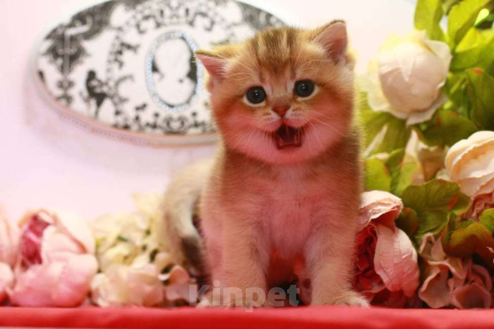 Кошки в Москве: Золотая красотка  Девочка, 30 000 руб. - фото 3