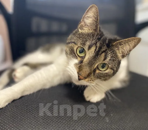 Кошки в Санкт-Петербурге: Ищет новый дом Мальчик, Бесплатно - фото 2