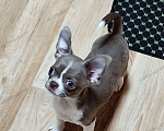 Собаки в Москве: Лиловый мальчик чихуахуа  Мальчик, 40 000 руб. - фото 2