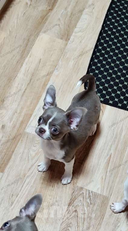 Собаки в Москве: Лиловый мальчик чихуахуа  Мальчик, 40 000 руб. - фото 2