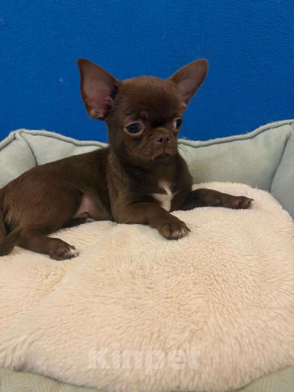 Собаки в Москве: Чихуахуа  Шоколадные  Мальчики Мальчик, 20 000 руб. - фото 2