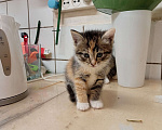 Кошки в Санкт-Петербурге: Монастырские котята Мальчик, Бесплатно - фото 6
