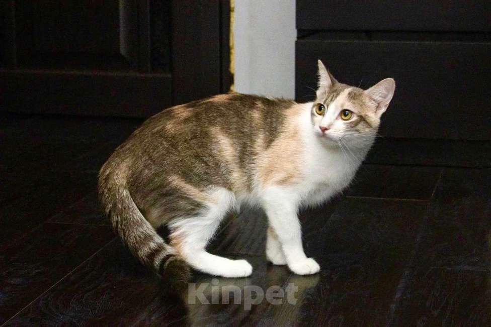 Кошки в Москве: Трехцветная кошка Изюминка в добрые руки Девочка, Бесплатно - фото 5