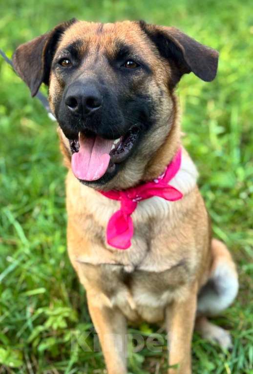 Собаки в Москве: Рыжая собачка-умница Джина в добрые руки Девочка, 1 руб. - фото 1