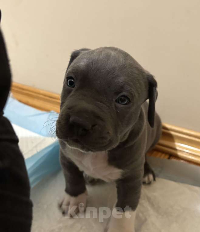 Собаки в других городах Московской области: Щенки Стаффорда Мальчик, 90 000 руб. - фото 2