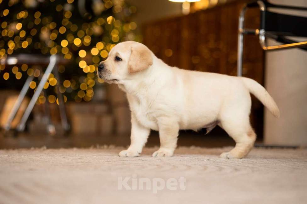 Собаки в Санкт-Петербурге: IRISLAV YEAR WINNER Мальчик, 200 000 руб. - фото 7