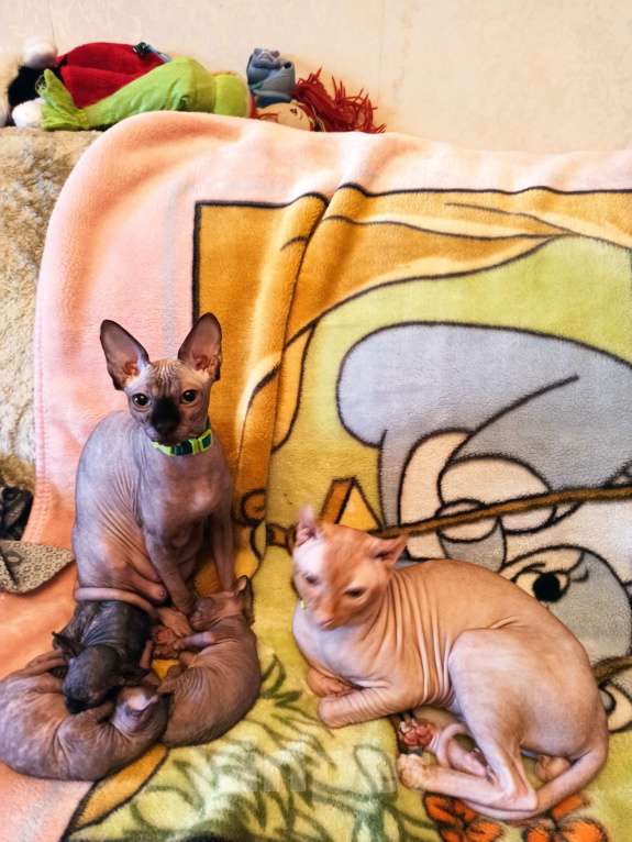 Кошки в Самаре: котенок канадский сфинкс Разнополые, Бесплатно - фото 5
