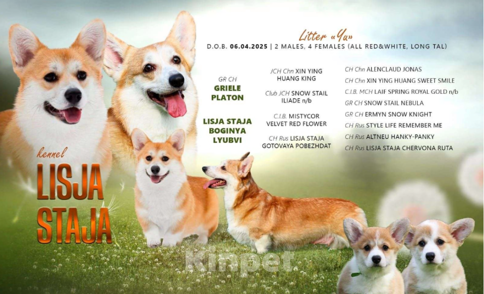 Собаки в Челябинске: Великолепные щенки вельш корги пемброк Девочка, 70 000 руб. - фото 6