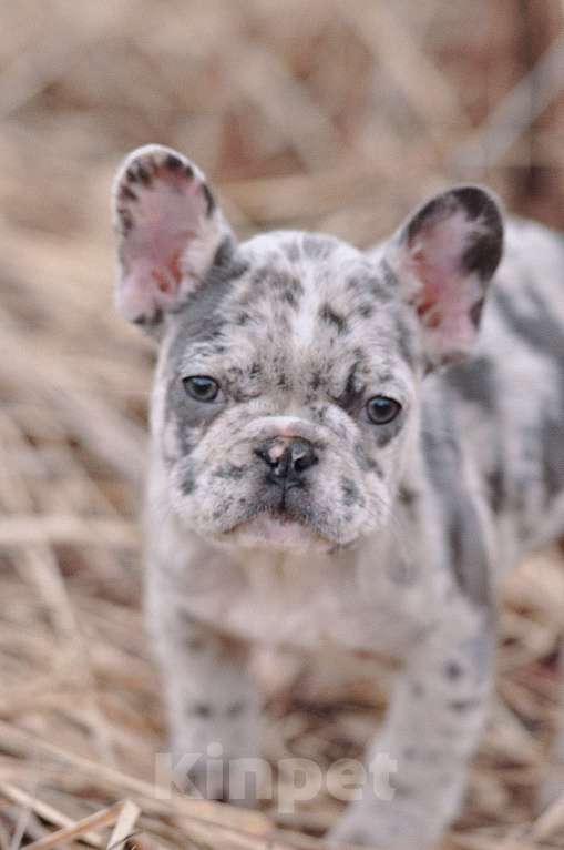 Собаки в Москве: Девочки француженки Девочка, 40 000 руб. - фото 1