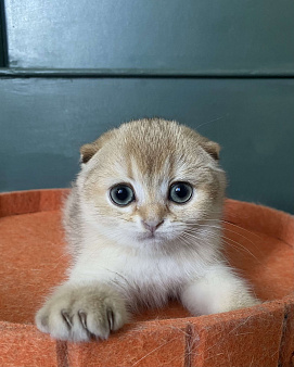 Шотландские вислоухие котята