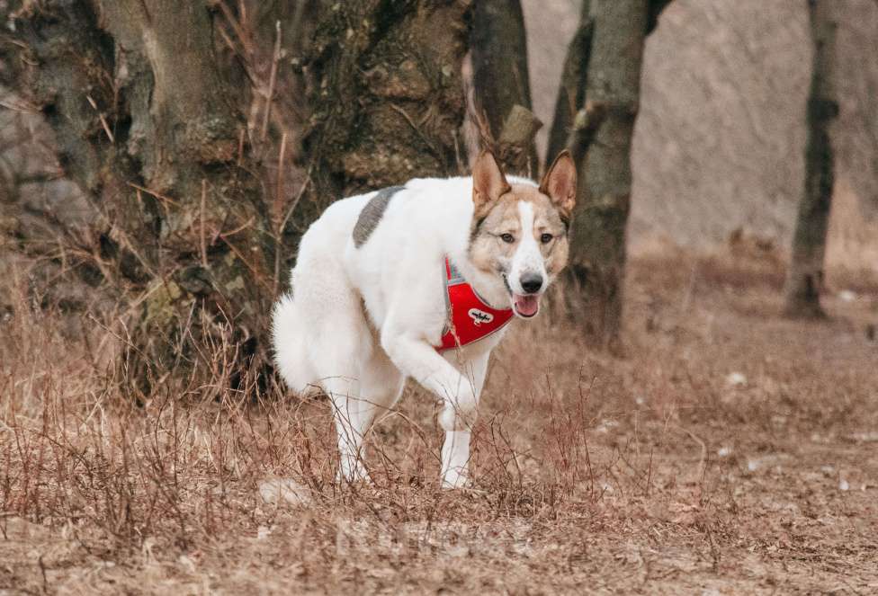 Собаки в Москве: Миндаль - для того, кто хочет помочь Мальчик, Бесплатно - фото 7