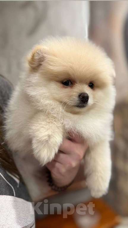 Собаки в Ульяновске: Мини шпиц  Девочка, 35 000 руб. - фото 1