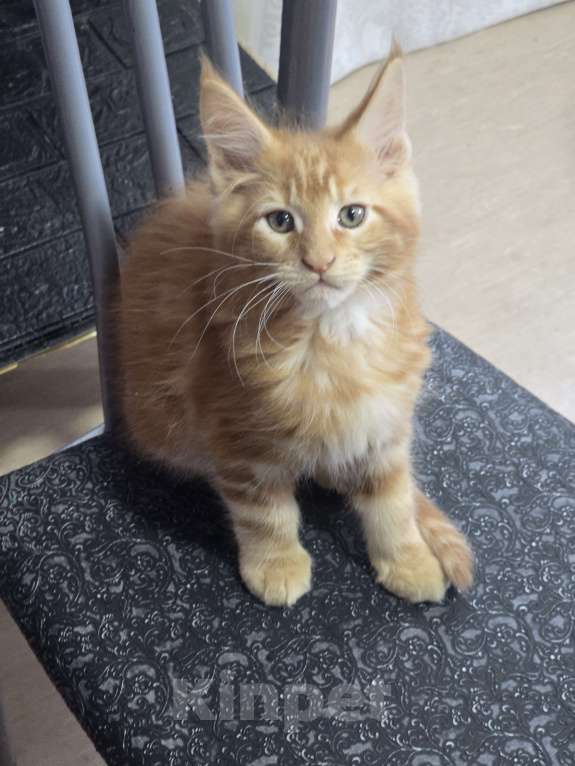 Кошки в Москве: Девочка 3 Девочка, 20 000 руб. - фото 3