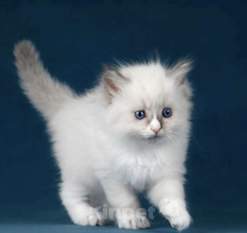 Кошки в Москве: Девочка Рэгдолл самая нежная Девочка, 70 000 руб. - фото 3