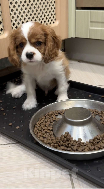 Собаки в Владимире: Щенки Кавалер Кинг Чарльз Спаниеля РКФ Мальчик, 75 000 руб. - фото 3