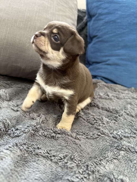 Собаки в других городах Московской области: Мальчик чихуахуа Генрих Мальчик, 60 000 руб. - фото 8